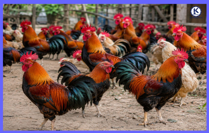 bird flu news