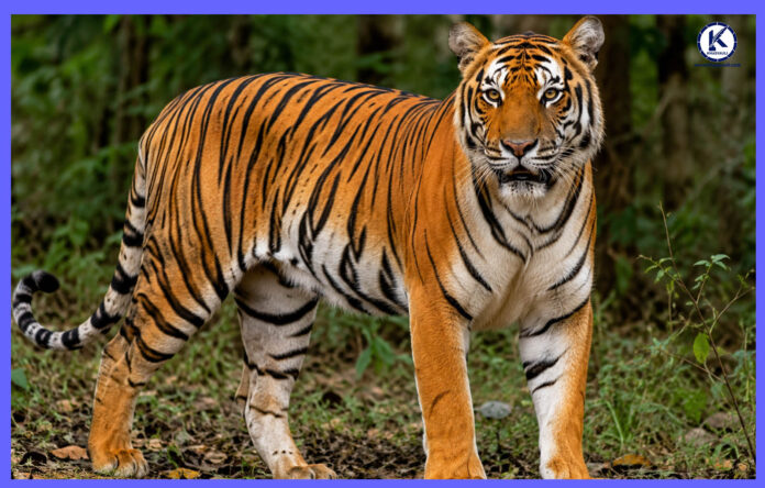 tiger news