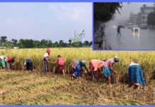 धान नकाट्न किसानलाई सरकारको आग्रह, हावाहुरी र वर्षाको जोखिम
