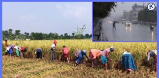 धान नकाट्न किसानलाई सरकारको आग्रह, हावाहुरी र वर्षाको जोखिम