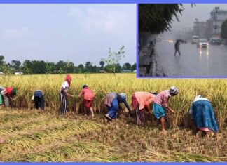 धान नकाट्न किसानलाई सरकारको आग्रह, हावाहुरी र वर्षाको जोखिम
